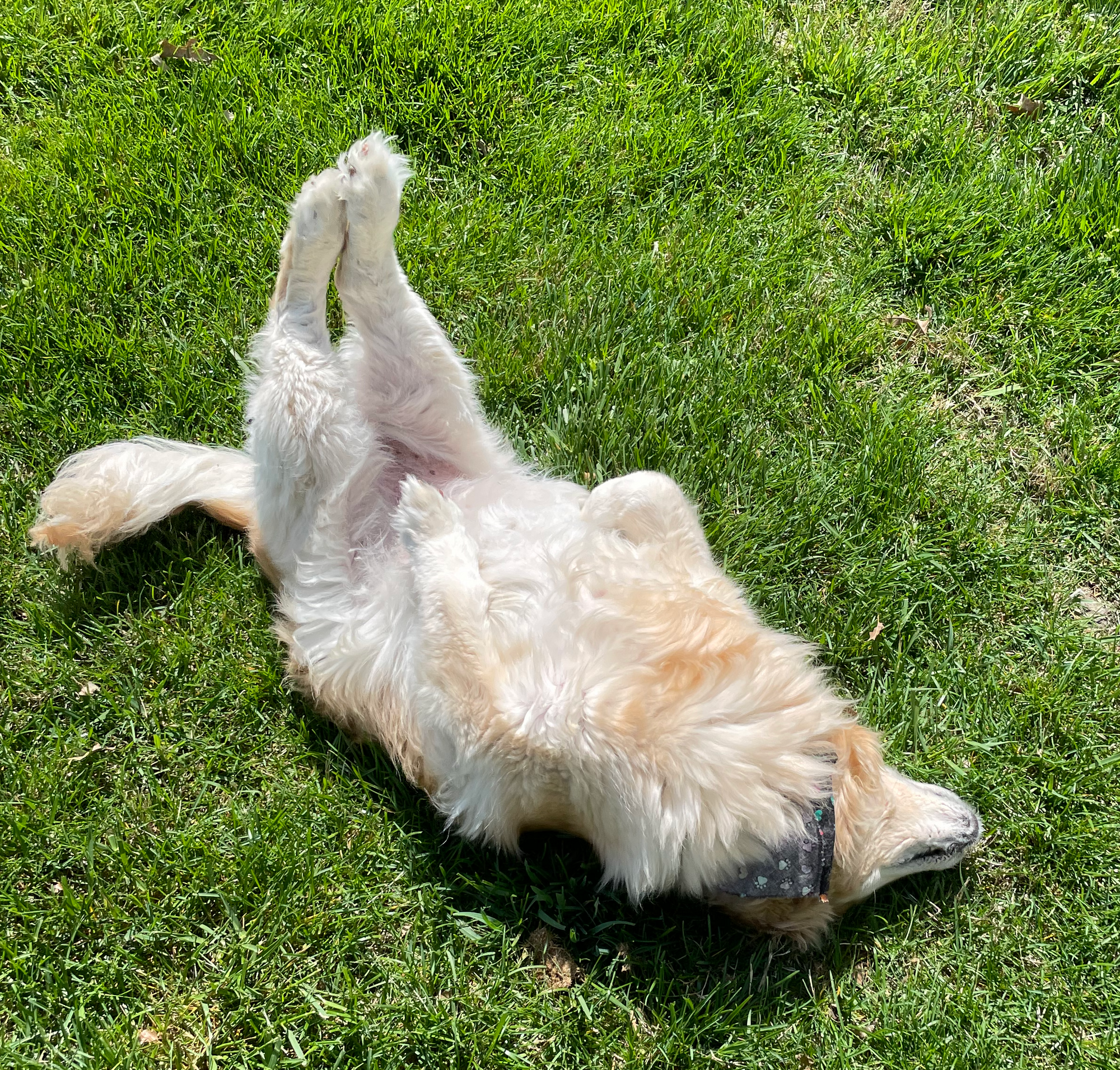 Corgi-Golden mix rolls on lawn of green grass, all four paws up in the air.