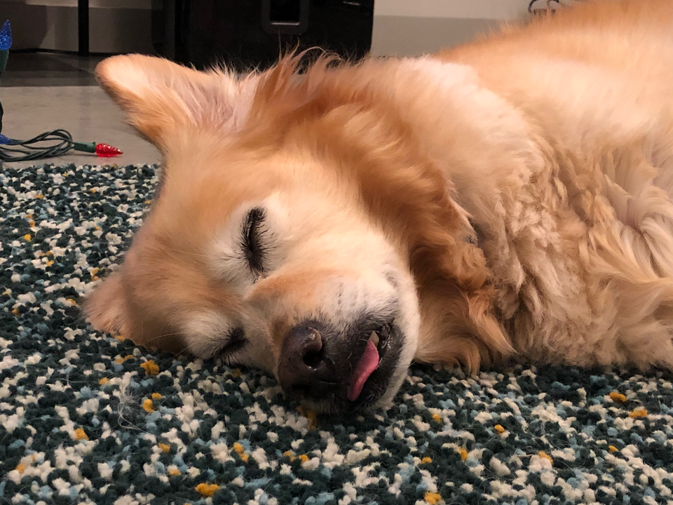 Corgi-Golden mix lays on carpeted floor, eyes shut, tongue sticking out; asleep.